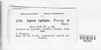 Septoria aquilegiae image